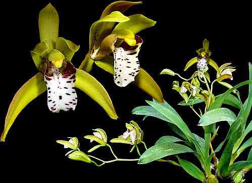 Cymbidium tigrinum
